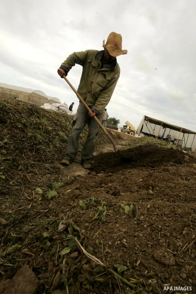 In this photo taken on April 21, 2011, Palestinian farmers work in turning the household garbage and the remains of plants into compost for farming in stead of the chemical fertilizers in the southern Gaza Strip town of...