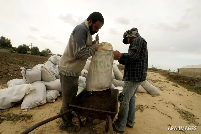 In this photo taken on April 21, 2011, Palestinian farmers work in turning the household garbage and the remains of plants into compost for farming in stead of the chemical fertilizers in the southern Gaza Strip town of...