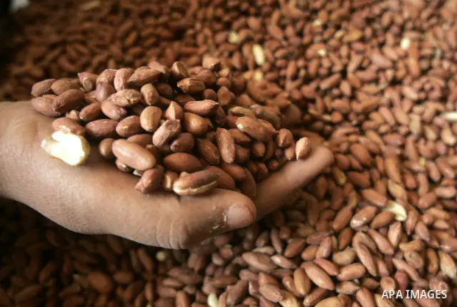 Palestinian women prepare peanut for selling at a toaster in the southern Gaza Strip town of Rafah on April 23, 2011. Palestinian women work as a result of the poverty rates which rose to high levels due to the Israeli b...