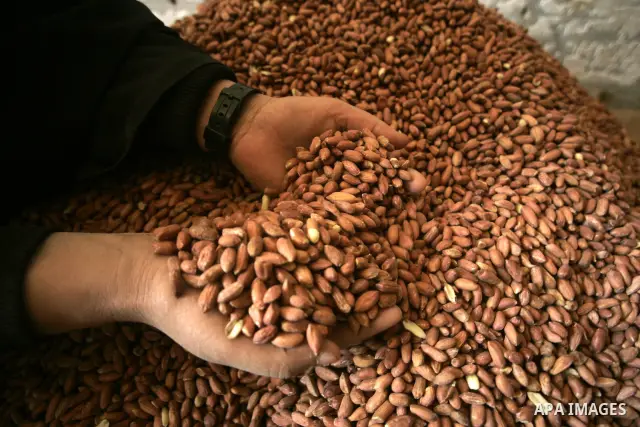 Palestinian women prepare peanut for selling at a toaster in the southern Gaza Strip town of Rafah on April 23, 2011. Palestinian women work as a result of the poverty rates which rose to high levels due to the Israeli b...
