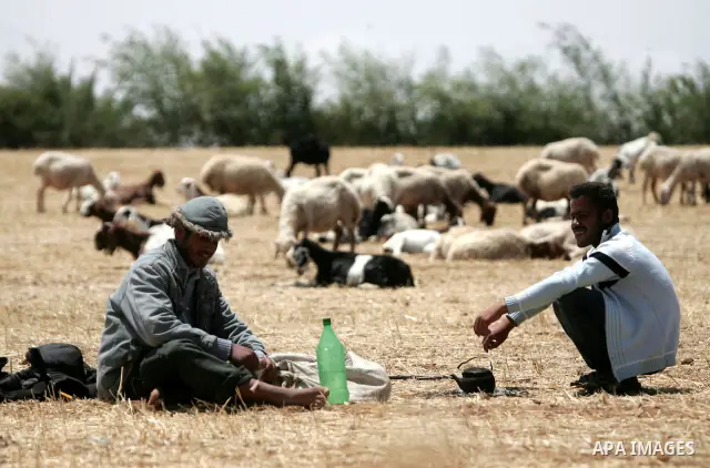 Palestinian shepherds sit for rest next their cattle flock at a farm in the northern Gaza Strip on May 12,2011. Photo by Mohammed Othman