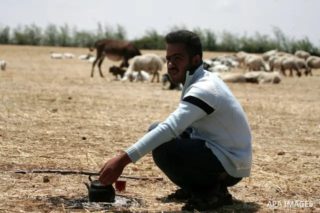 Palestinian shepherds sit for rest next their cattle flock at a farm in the northern Gaza Strip on May 12,2011. Photo by Mohammed Othman