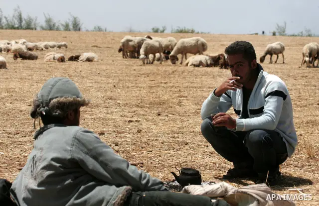 Palestinian shepherds sit for rest next their cattle flock at a farm in the northern Gaza Strip on May 12,2011. Photo by Mohammed Othman