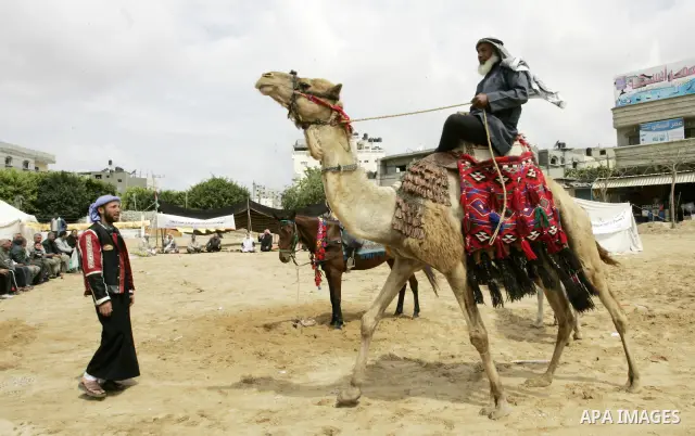 A Palestinian man rides a camel at the "Camp of Return" set up on May 14, 2011 in the southern Gaza Strip refugee camp of Rafah, where Palestinians are marking the 63rd anniversary of the 1948 creation of Israel in Briti...