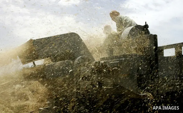 Palestinian farmers pulverize hay at their farm in the southern Gaza Strip town of Khan Yunis on May 21, 2011. Photo by Abed Rahim Khatib