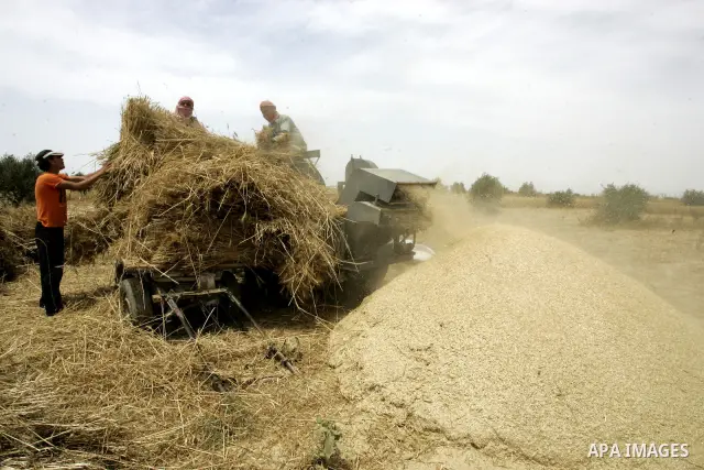Palestinian farmers pulverize hay at their farm in the southern Gaza Strip town of Khan Yunis on May 21, 2011. Photo by Abed Rahim Khatib