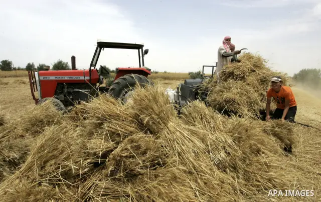 Palestinian farmers pulverize hay at their farm in the southern Gaza Strip town of Khan Yunis on May 21, 2011. Photo by Abed Rahim Khatib