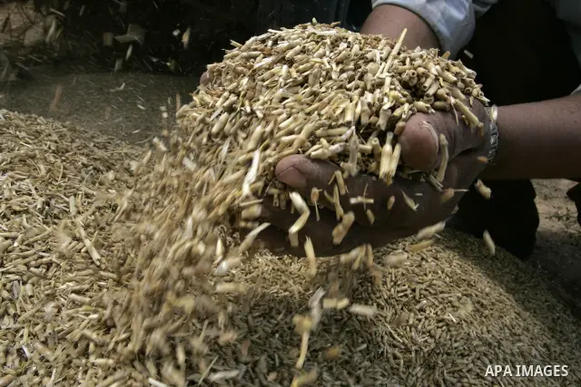 Palestinian farmers pulverize hay at their farm in the southern Gaza Strip town of Khan Yunis on May 21, 2011. Photo by Abed Rahim Khatib