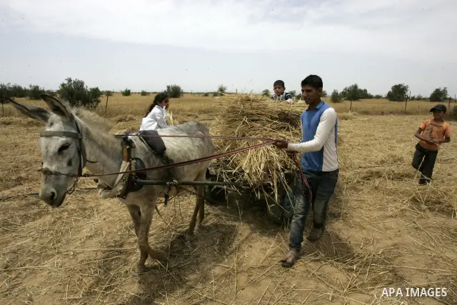 Palestinian farmers pulverize hay at their farm in the southern Gaza Strip town of Khan Yunis on May 21, 2011. Photo by Abed Rahim Khatib