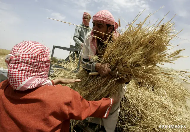 Palestinian farmers pulverize hay at their farm in the southern Gaza Strip town of Khan Yunis on May 21, 2011. Photo by Abed Rahim Khatib