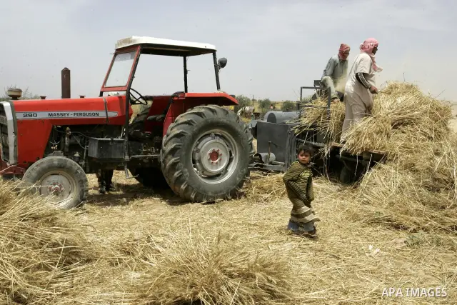 Palestinian farmers pulverize hay at their farm in the southern Gaza Strip town of Khan Yunis on May 21, 2011. Photo by Abed Rahim Khatib