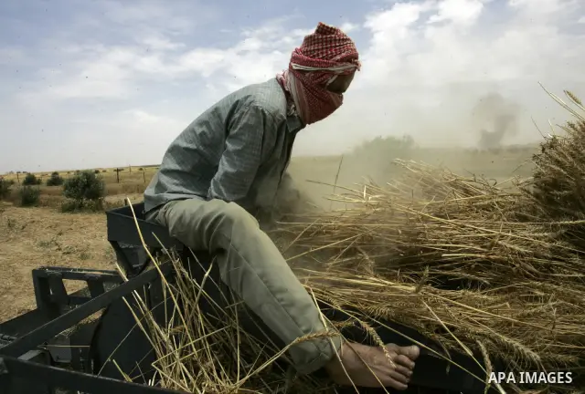 Palestinian farmers pulverize hay at their farm in the southern Gaza Strip town of Khan Yunis on May 21, 2011. Photo by Abed Rahim Khatib