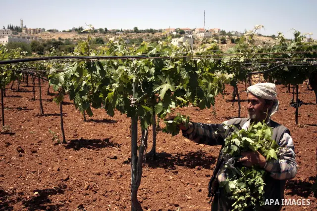 A Palestinian farmer works in his farm near Kharsina settlement in the West Bank city of Hebron on May 24, 2011. as a response to last week's speech by US President Barack Obama in which he said that a Palestinian state...