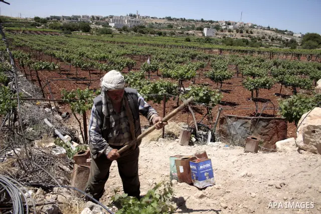 A Palestinian farmer works in his farm near Kharsina settlement in the West Bank city of Hebron on May 24, 2011. as a response to last week's speech by US President Barack Obama in which he said that a Palestinian state...