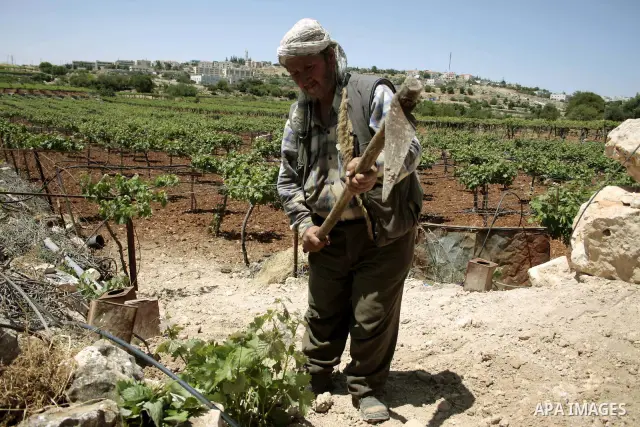 A Palestinian farmer works in his farm near Kharsina settlement in the West Bank city of Hebron on May 24, 2011. as a response to last week's speech by US President Barack Obama in which he said that a Palestinian state...