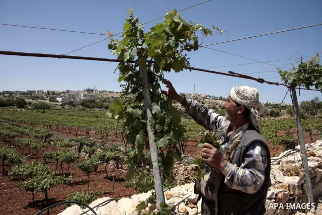 A Palestinian farmer works in his farm near Kharsina settlement in the West Bank city of Hebron on May 24, 2011. as a response to last week's speech by US President Barack Obama in which he said that a Palestinian state...