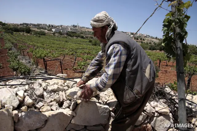 A Palestinian farmer works in his farm near Kharsina settlement in the West Bank city of Hebron on May 24, 2011. as a response to last week's speech by US President Barack Obama in which he said that a Palestinian state...