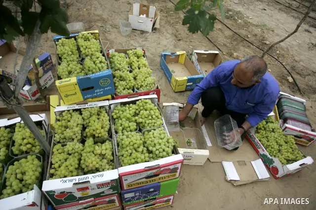 Palestinian farmers harvest grapes from a field cultivated in a former Israeli settlement Neve Dekalim which was dismantled in 2005, close to Khan Yunis in the southern Gaza Strip on May 24, 2011. Photo by Abed Rahim Kha...