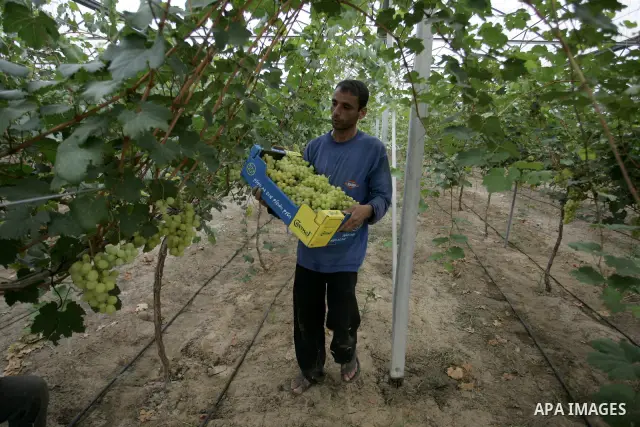 Palestinian farmers harvest grapes from a field cultivated in a former Israeli settlement Neve Dekalim which was dismantled in 2005, close to Khan Yunis in the southern Gaza Strip on May 24, 2011. Photo by Abed Rahim Kha...
