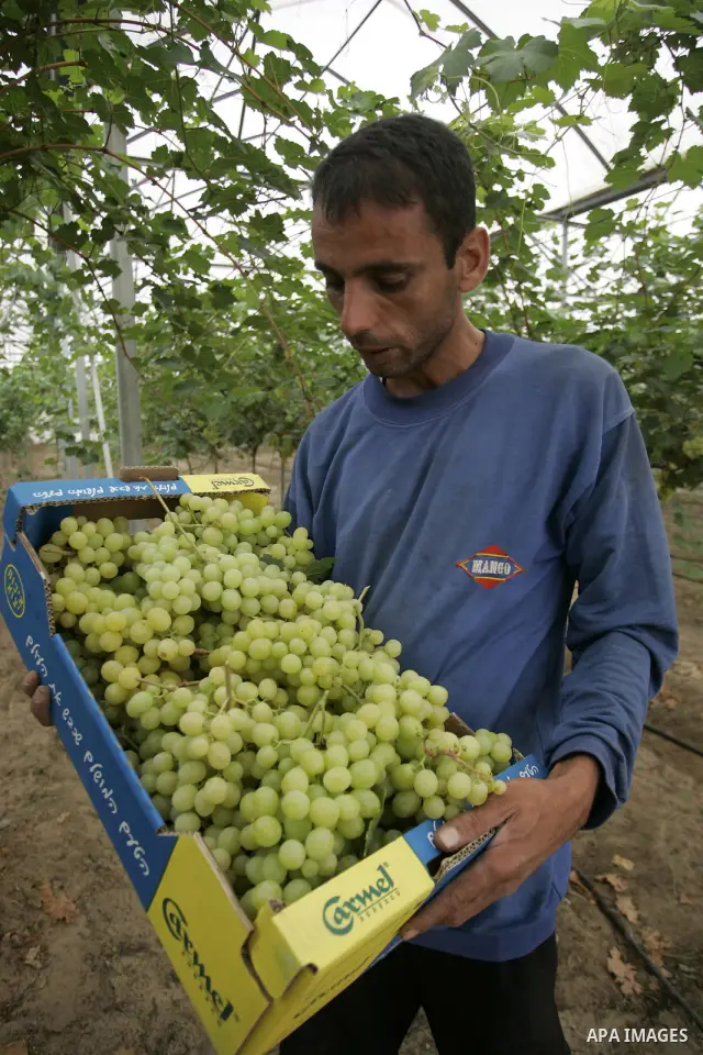 Palestinian farmers harvest grapes from a field cultivated in a former Israeli settlement Neve Dekalim which was dismantled in 2005, close to Khan Yunis in the southern Gaza Strip on May 24, 2011. Photo by Abed Rahim Kha...