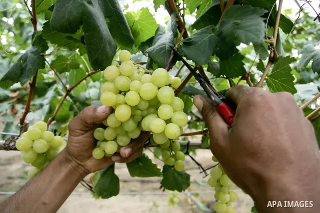 Palestinian farmers harvest grapes from a field cultivated in a former Israeli settlement Neve Dekalim which was dismantled in 2005, close to Khan Yunis in the southern Gaza Strip on May 24, 2011. Photo by Abed Rahim Kha...