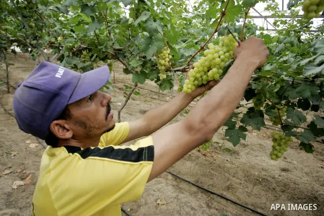 Palestinian farmers harvest grapes from a field cultivated in a former Israeli settlement Neve Dekalim which was dismantled in 2005, close to Khan Yunis in the southern Gaza Strip on May 24, 2011. Photo by Abed Rahim Kha...