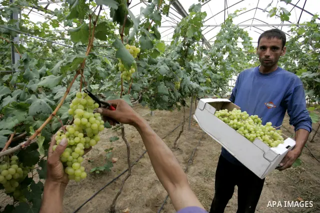 Palestinian farmers harvest grapes from a field cultivated in a former Israeli settlement Neve Dekalim which was dismantled in 2005, close to Khan Yunis in the southern Gaza Strip on May 24, 2011. Photo by Abed Rahim Kha...