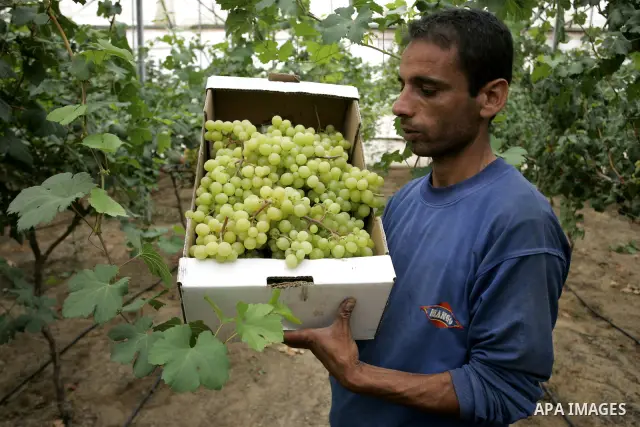 Palestinian farmers harvest grapes from a field cultivated in a former Israeli settlement Neve Dekalim which was dismantled in 2005, close to Khan Yunis in the southern Gaza Strip on May 24, 2011. Photo by Abed Rahim Kha...