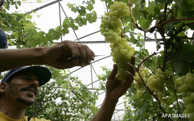 Palestinian farmers harvest grapes from a field cultivated in a former Israeli settlement Neve Dekalim which was dismantled in 2005, close to Khan Yunis in the southern Gaza Strip on May 24, 2011. Photo by Abed Rahim Kha...