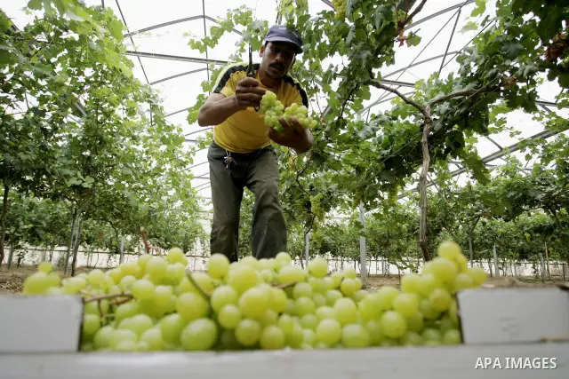 Palestinian farmers harvest grapes from a field cultivated in a former Israeli settlement Neve Dekalim which was dismantled in 2005, close to Khan Yunis in the southern Gaza Strip on May 24, 2011. Photo by Abed Rahim Kha...