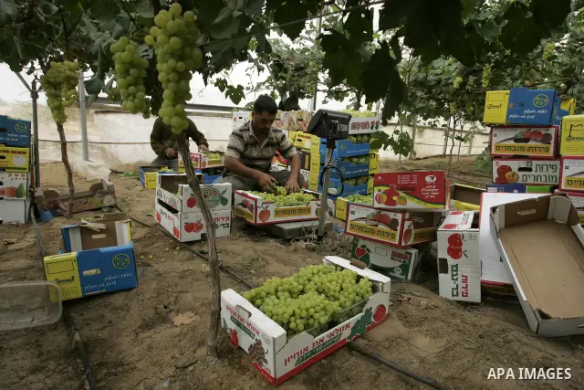 Palestinian farmers harvest grapes from a field cultivated in a former Israeli settlement Neve Dekalim which was dismantled in 2005, close to Khan Yunis in the southern Gaza Strip on May 24, 2011. Photo by Abed Rahim Kha...