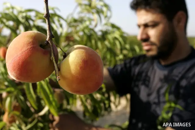 A Palestinian farmer inspects the peach trees in the land named (Mahrarat) left by the settlers in 2005, in west of Khan Younis in the southern Gaza Strip on May 24, 2011. Photo by Abed Rahim Khatib
