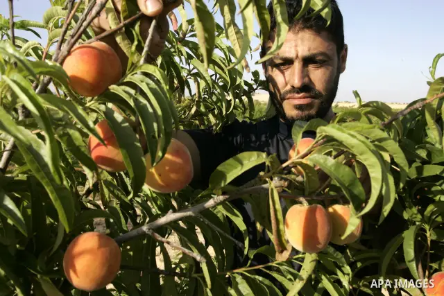 A Palestinian farmer inspects the peach trees in the land named (Mahrarat) left by the settlers in 2005, in west of Khan Younis in the southern Gaza Strip on May 24, 2011. Photo by Abed Rahim Khatib