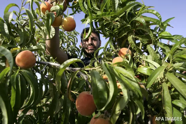A Palestinian farmer inspects the peach trees in the land named (Mahrarat) left by the settlers in 2005, in west of Khan Younis in the southern Gaza Strip on May 24, 2011. Photo by Abed Rahim Khatib