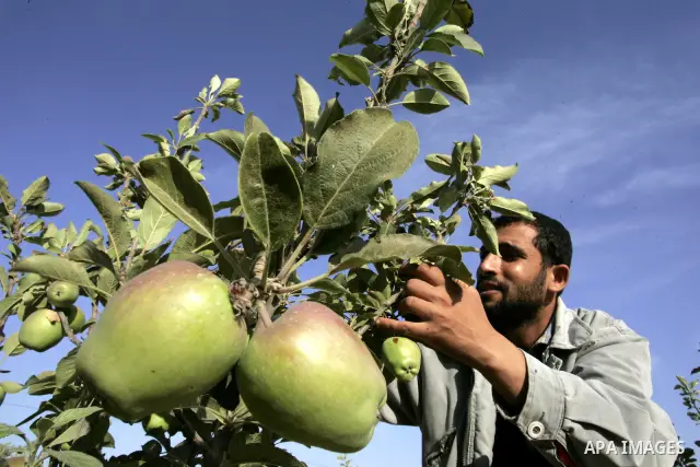 A Palestinian farmer inspects apple trees in the land named (Mahrarat) left by the settlers in 2005, in west of Khan Younis in the southern Gaza Strip on May 24, 2011. Photo by Abed Rahim Khatib