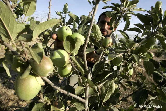 A Palestinian farmer inspects apple trees in the land named (Mahrarat) left by the settlers in 2005, in west of Khan Younis in the southern Gaza Strip on May 24, 2011. Photo by Abed Rahim Khatib
