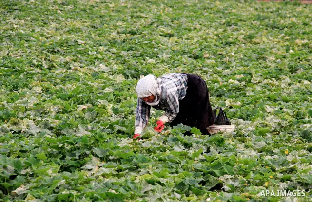 Palestinian farmers harvest cucumbers in their land near the West Bank city of Jericho on May 26, 2011. preparing to sell their production to Israeli factories that manufacture canned food to be sold in the Israeli and W...