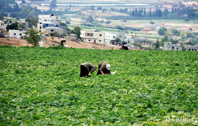 Palestinian farmers harvest cucumbers in their land near the West Bank city of Jericho on May 26, 2011. preparing to sell their production to Israeli factories that manufacture canned food to be sold in the Israeli and W...