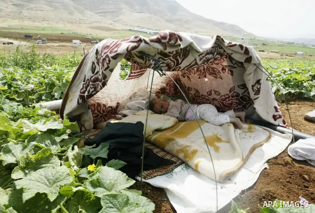 Palestinian farmers harvest cucumbers in their land near the West Bank city of Jericho on May 26, 2011. preparing to sell their production to Israeli factories that manufacture canned food to be sold in the Israeli and W...