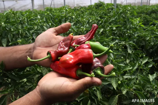 A palestinian Farmer showing fresh vegetables in Gaza city on June 6. 2011. where they grow crops properly without the intervention of a chemical harmful to the environment and human health. In the same place the product...