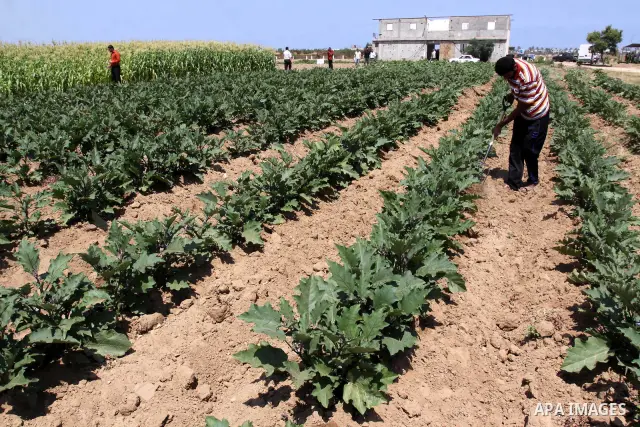 A palestinian Farmer showing fresh vegetables in Gaza city on June 6. 2011. where they grow crops properly without the intervention of a chemical harmful to the environment and human health. In the same place the product...