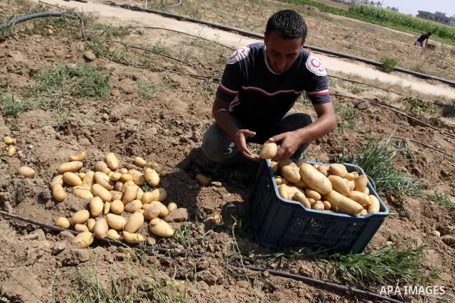 A palestinian Farmer showing fresh vegetables in Gaza city on June 6. 2011. where they grow crops properly without the intervention of a chemical harmful to the environment and human health. In the same place the product...