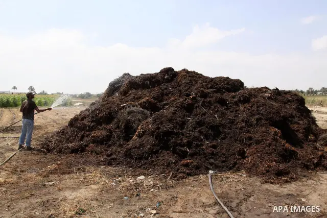 A Palestinian Farmer harvest the agricultural land in Gaza city on June 6. 2011. where they grow crops properly without the intervention of a chemical harmful to the environment and human health. In the same place the pr...