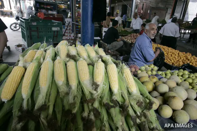 A Palestinian man displays corn in the market of Rafah refugee camp in the southern Gaza Strip on June 6, 2011. Photo by Abed Rahim Khatib