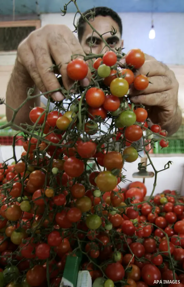 A Palestinian man displays tomatoes in the market of Rafah refugee camp in the southern Gaza Strip on June 6, 2011. Photo by Abed Rahim Khatib