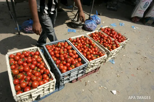 A Palestinian man displays tomatoes in the market of Rafah refugee camp in the southern Gaza Strip on June 6, 2011. Photo by Abed Rahim Khatib