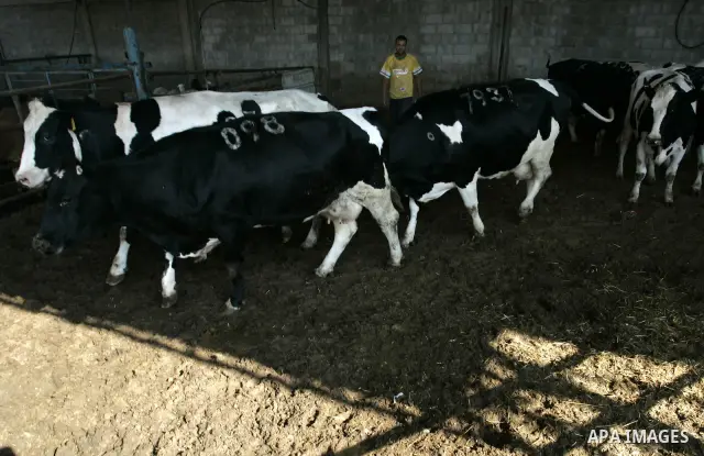 A Palestinian workers works at a cows ranch in Rafah refugee camp, southern Gaza Strip on June 7, 2011. Photo by Abed Rahim Khatib