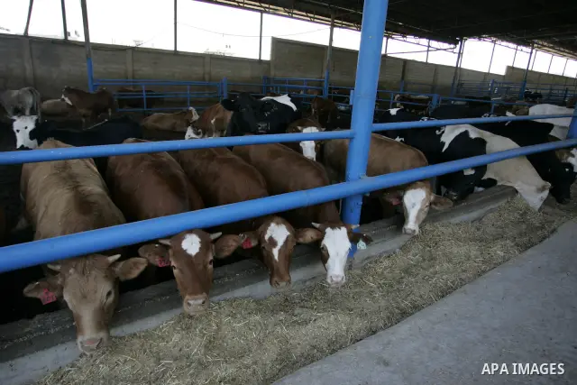 A cows ranch while a Palestinian worker employed in feed cows at a in Rafah refugee camp , southern Gaza Strip on June 7, 2011. Photo by Abed Rahim Khatib