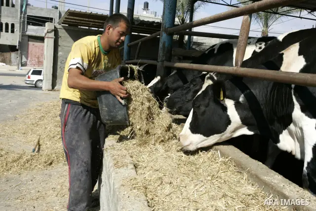 A Palestinian workers works at a cows ranch in Rafah refugee camp, southern Gaza Strip on June 7, 2011. Photo by Abed Rahim Khatib