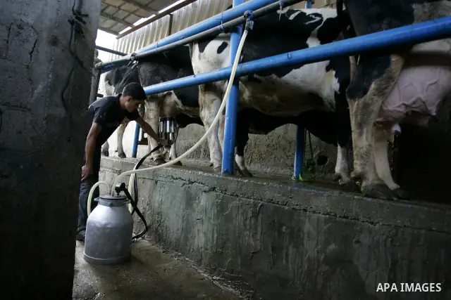 A Palestinian man is milking at a cows ranch in Rafah refugee camp, southern Gaza Strip on June 7, 2011. Photo by Abed Rahim Khatib